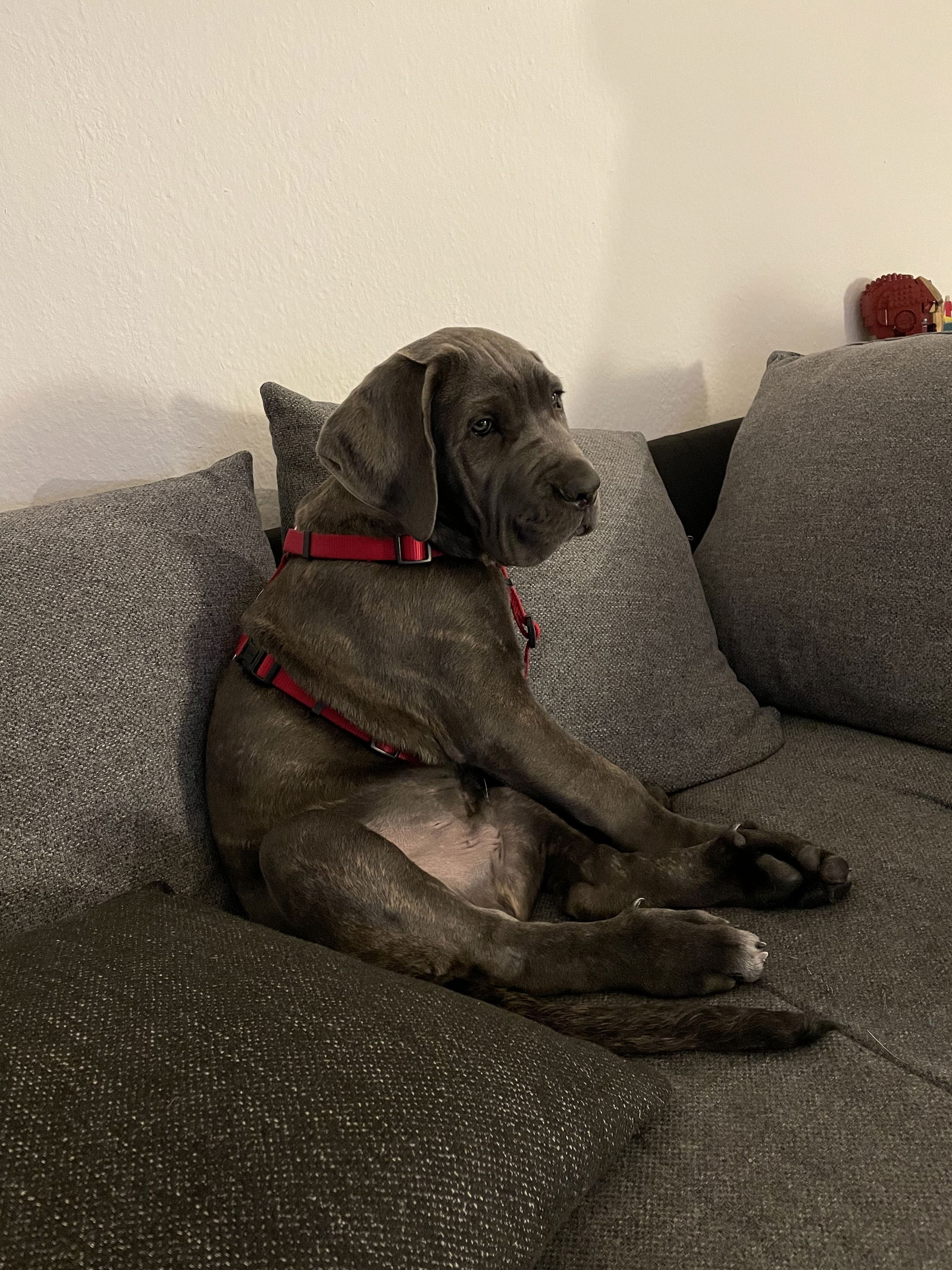 Uwe the Cane Corso's avatar