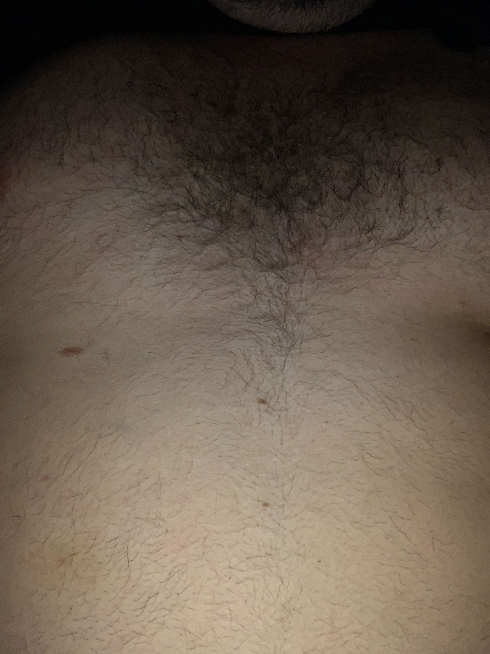 Vers bear's avatar