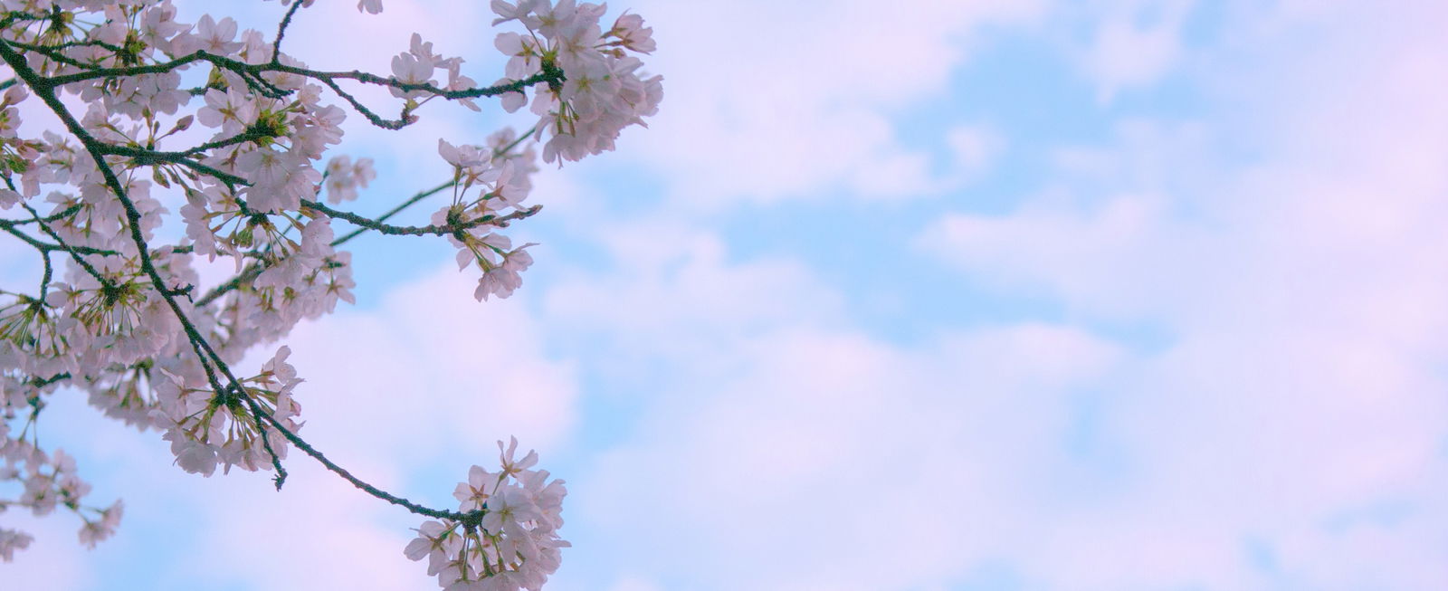 Acute profile banner