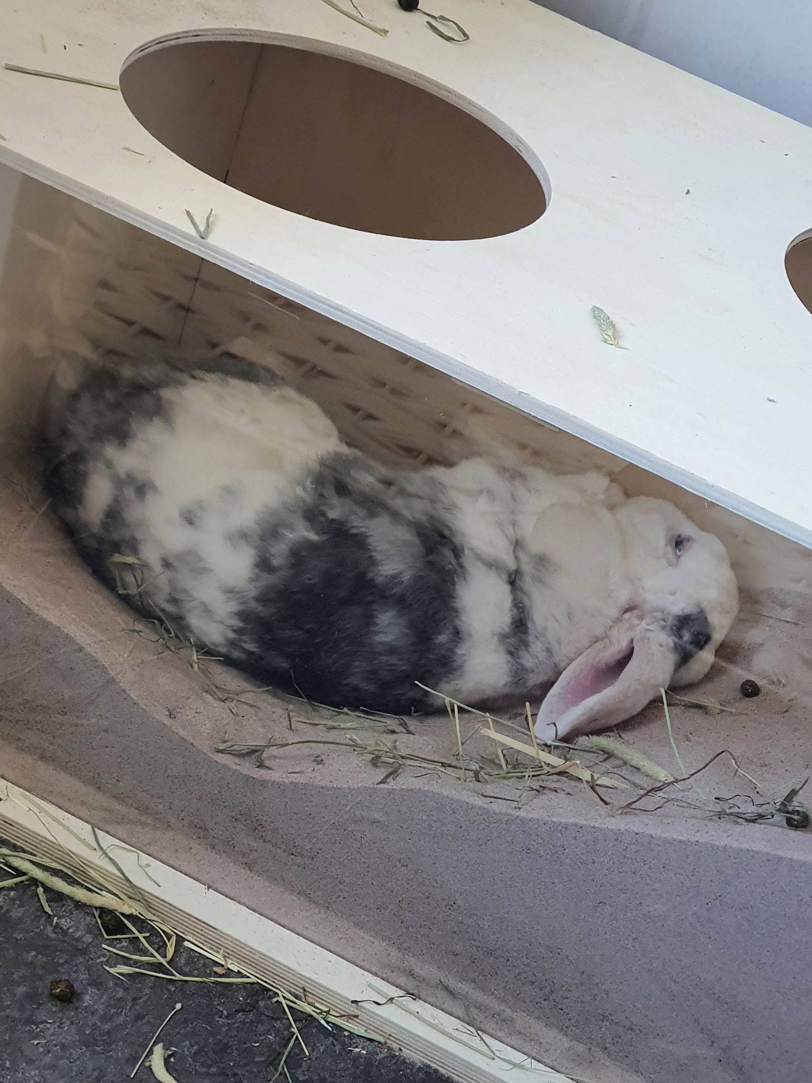 Alexa profile banner
