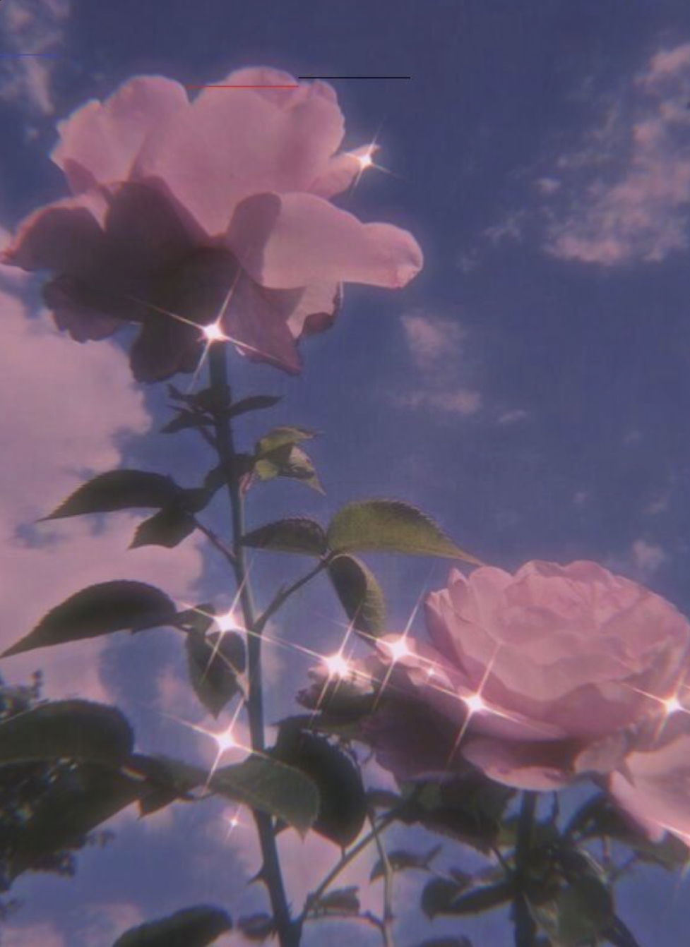 Alice Rose profile banner