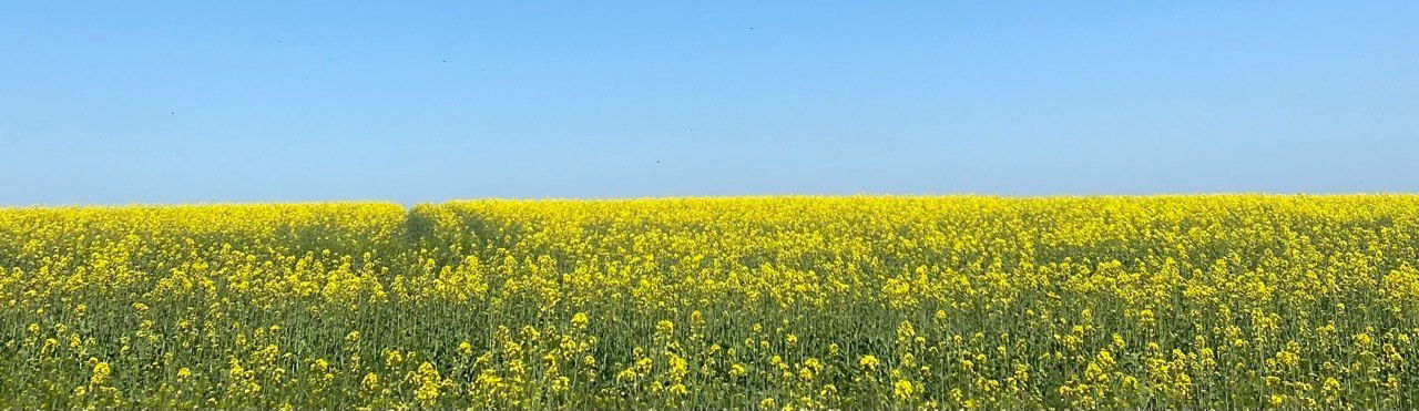 amarita_franchetti banner