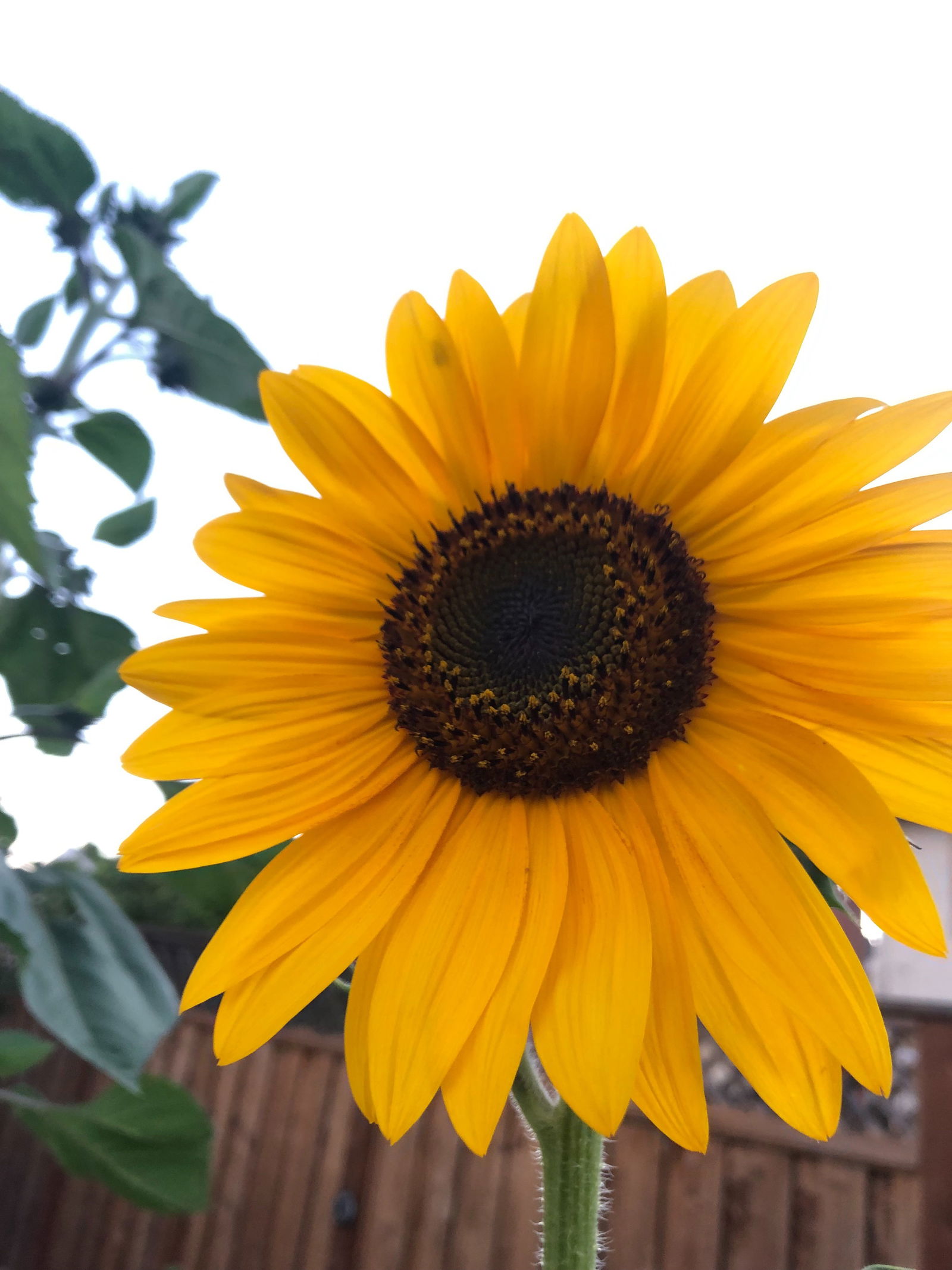 Amber profile banner