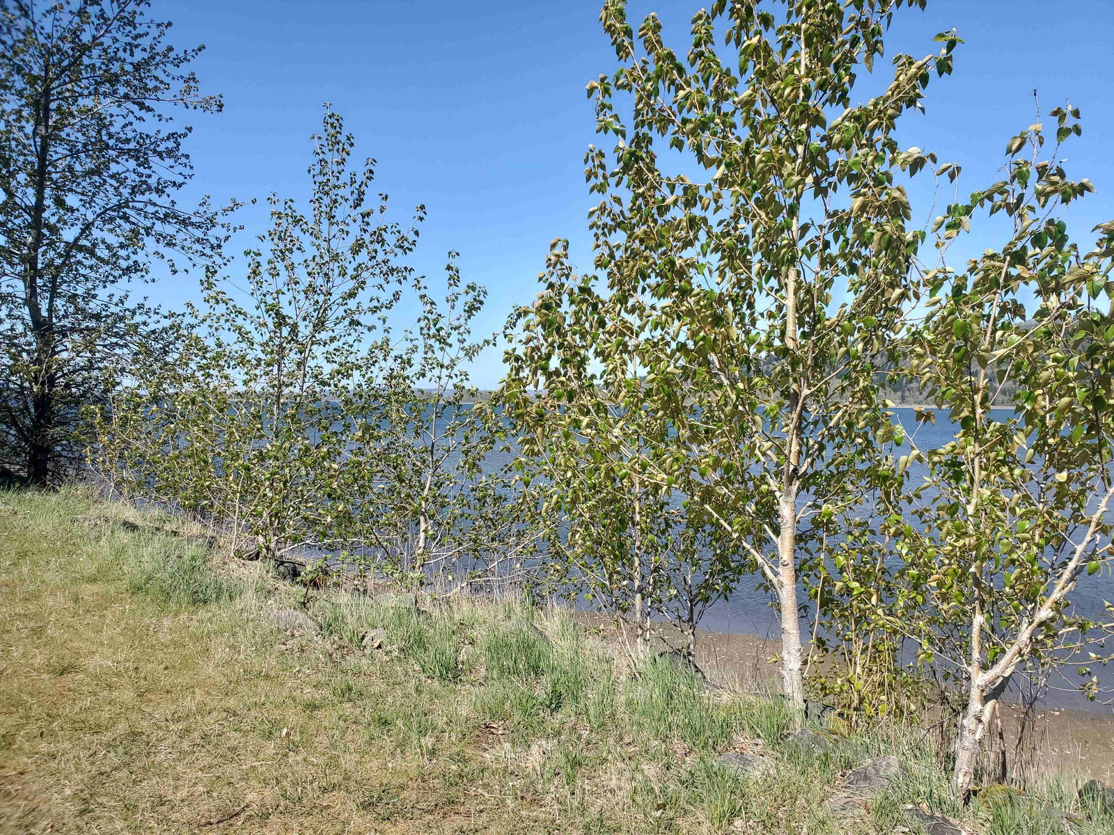 amberalenaxxx banner