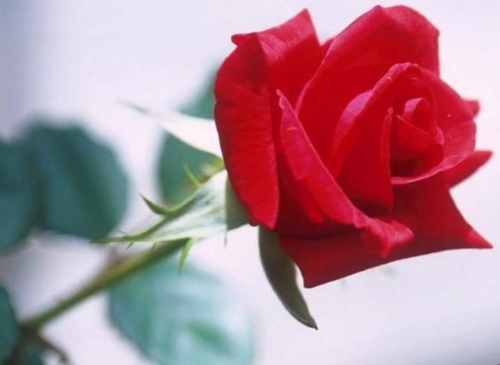 An English Rose profile banner