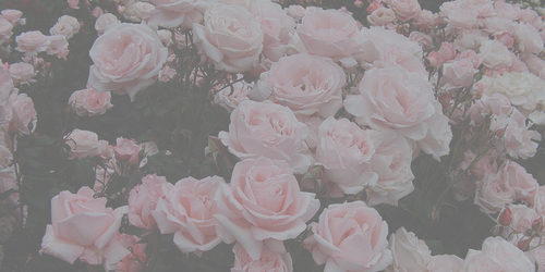 Angel baby profile banner