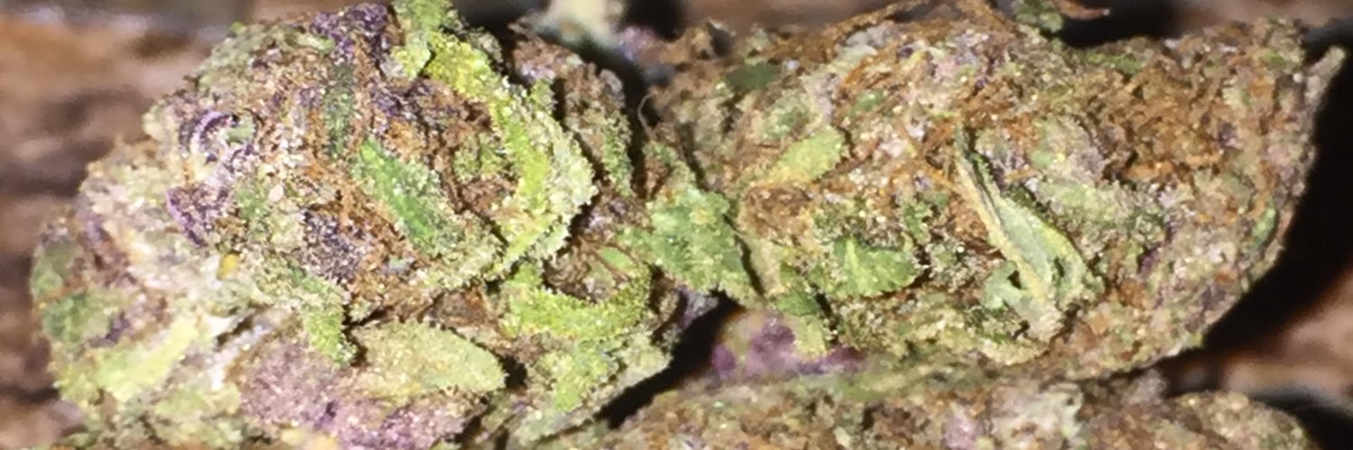 Anita Sativa profile banner
