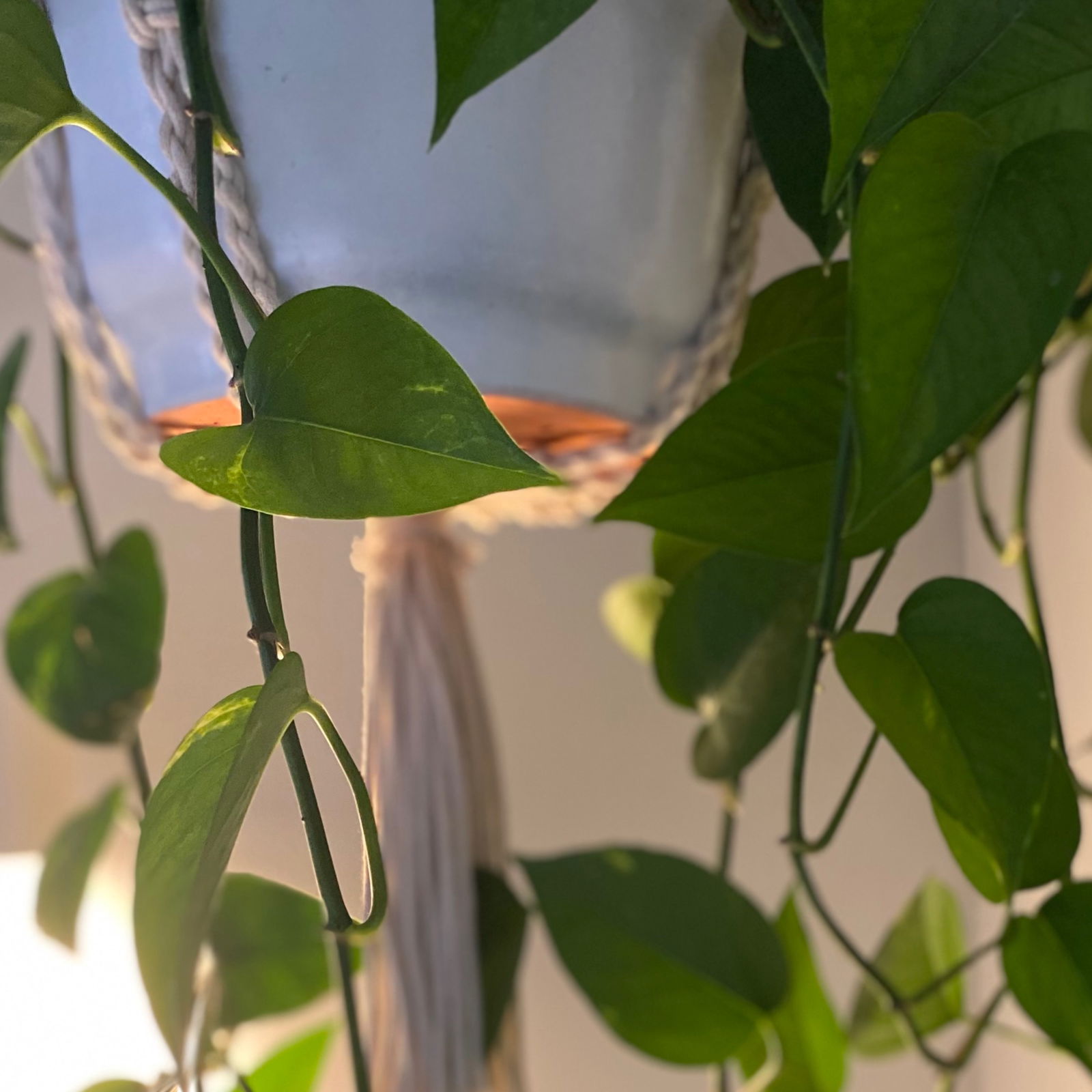 Juice Box 🧃 profile banner
