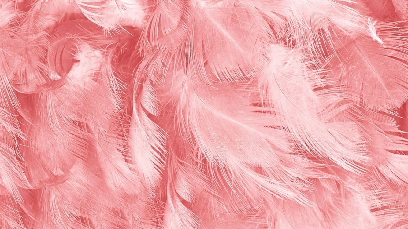 Arabella profile banner