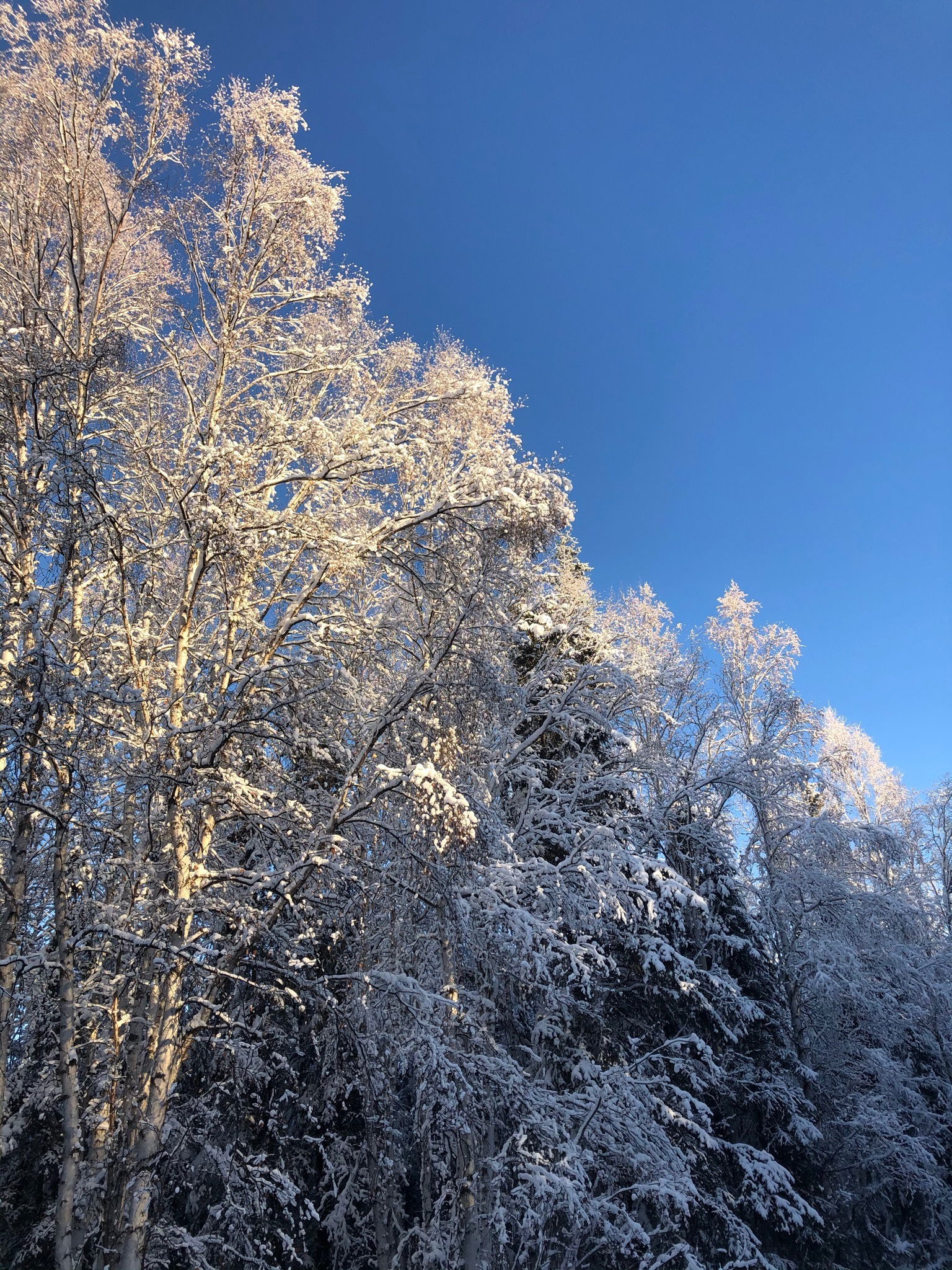 arctic.peach00 banner