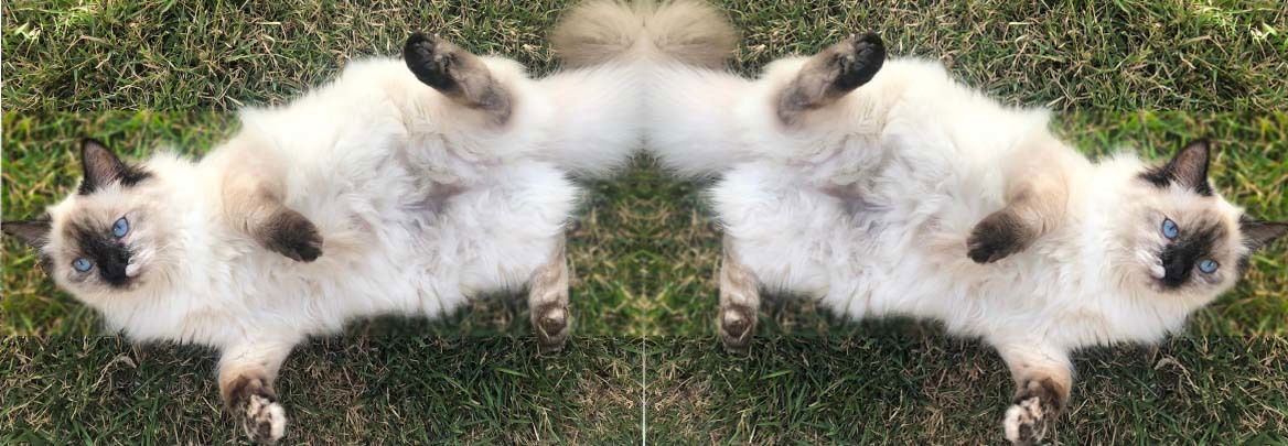 Ari The Cat profile banner