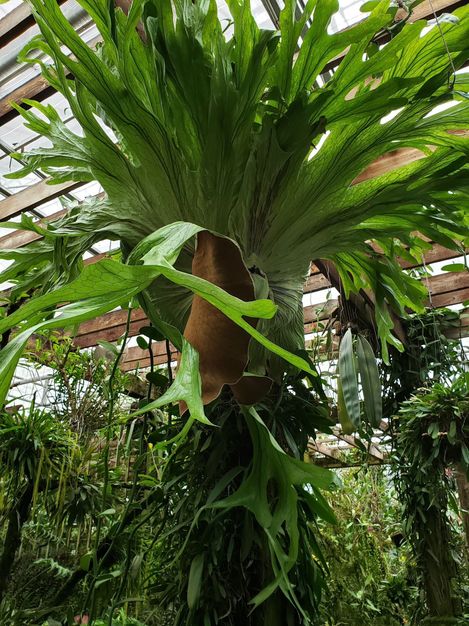 Travieso profile banner