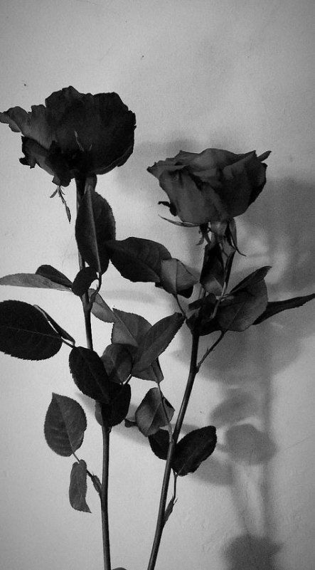 Atomic Rose profile banner