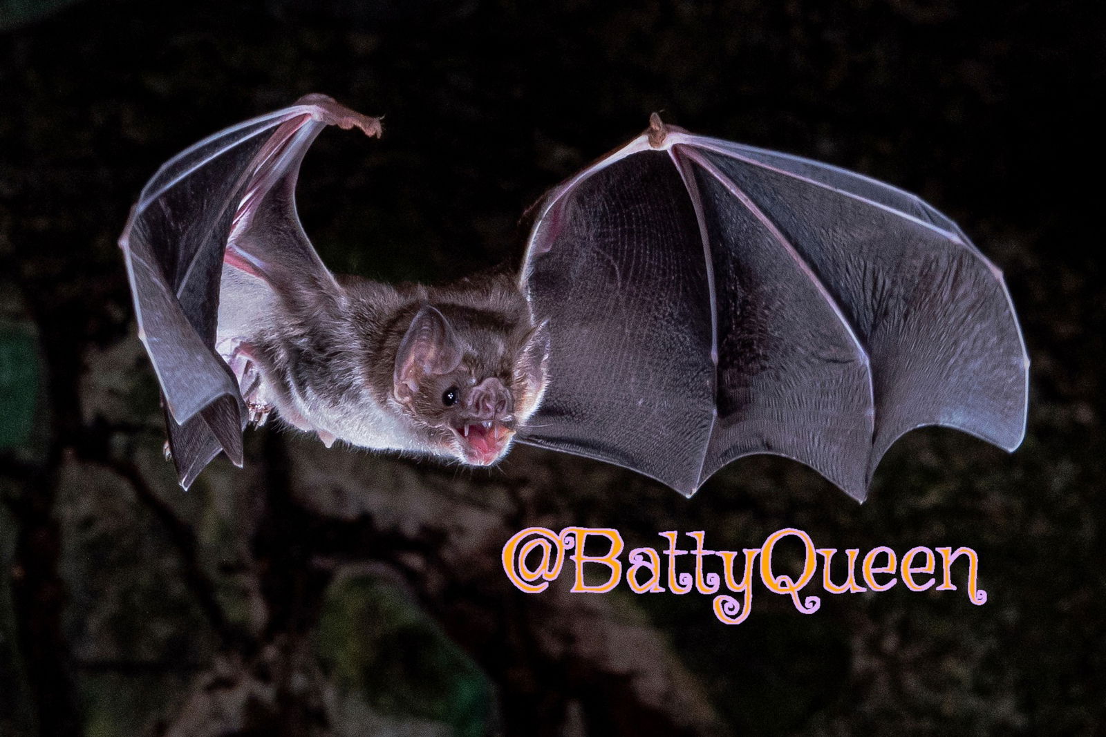 battyqueen banner