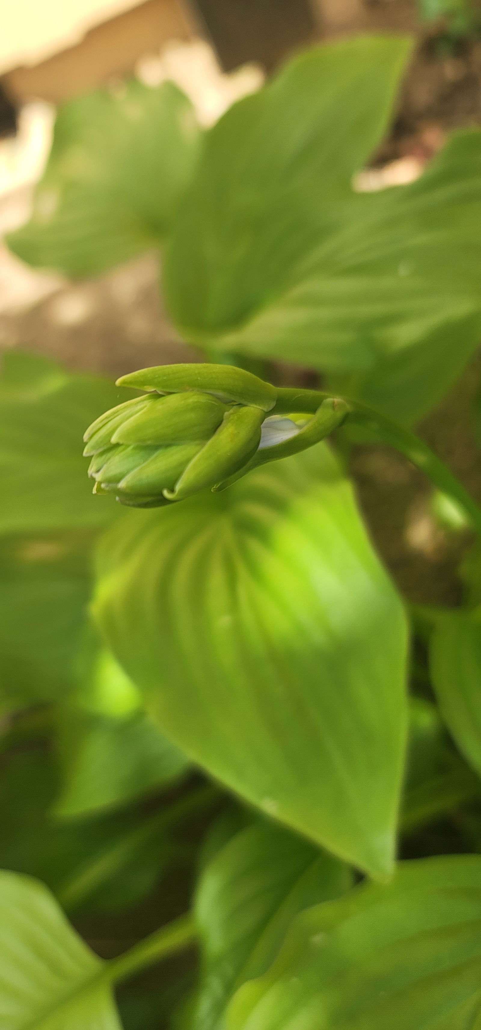Belladonna profile banner