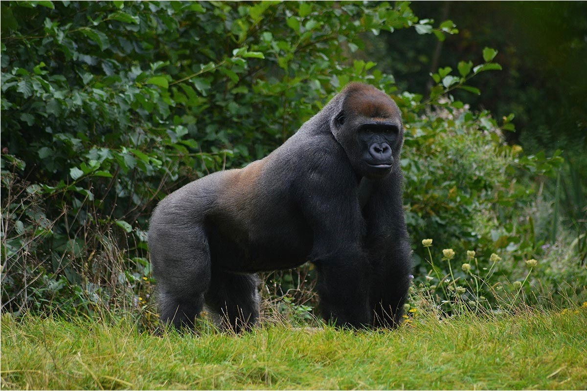 Bertthegorilla profile banner
