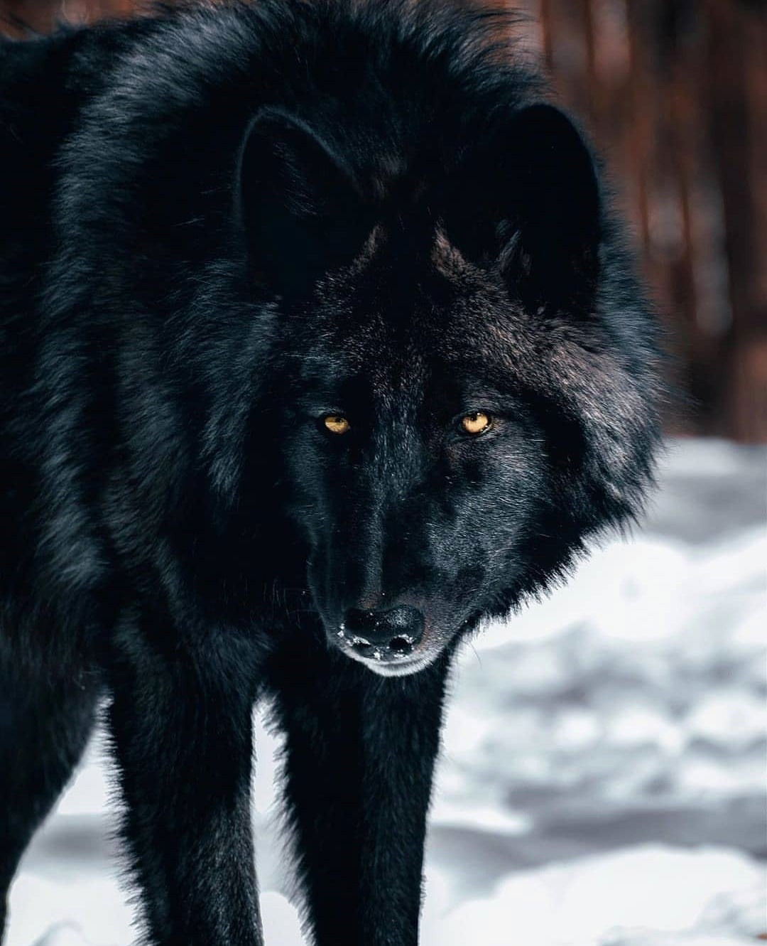Wolfman Black πΊπ profile banner
