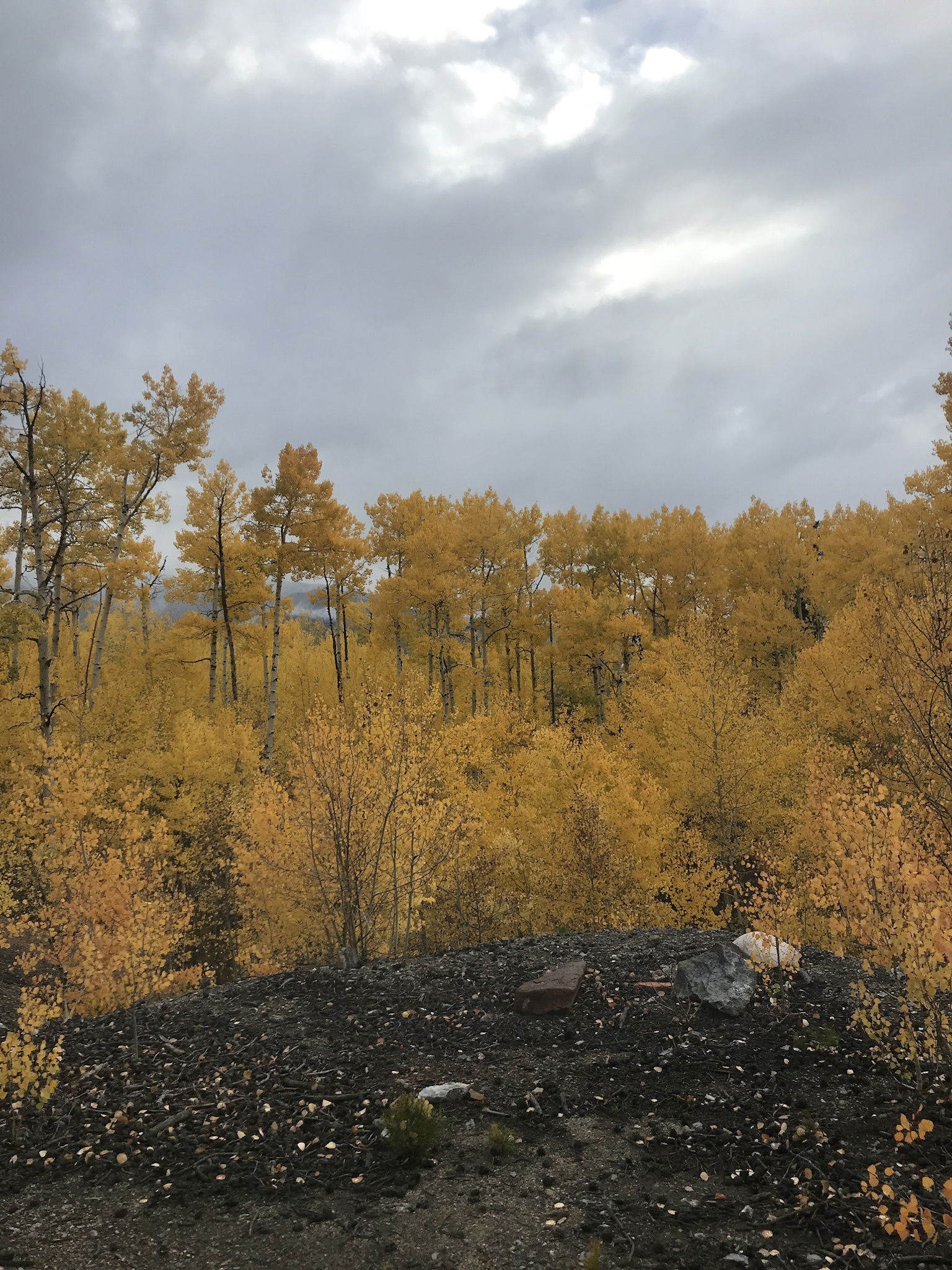 Autumn profile banner