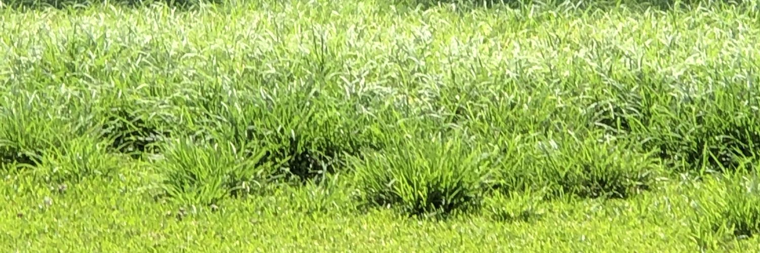 Bigwill profile banner