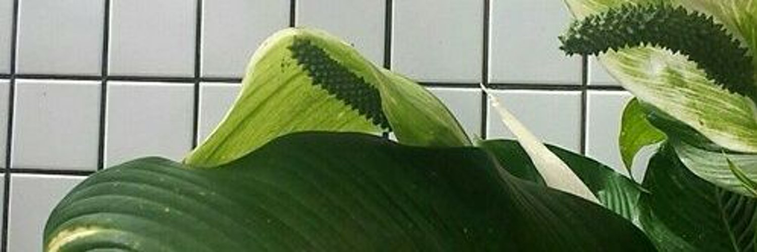 BB profile banner