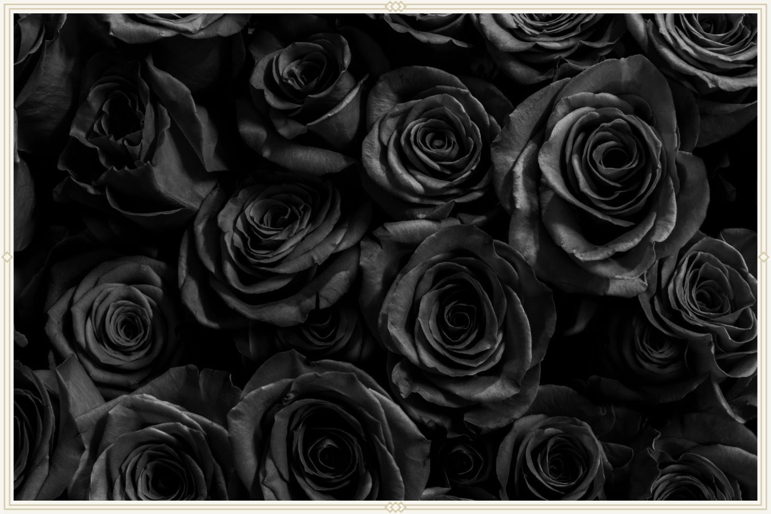BlackRose profile banner