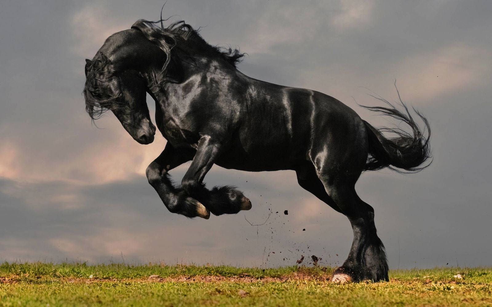 BlackStallion profile banner
