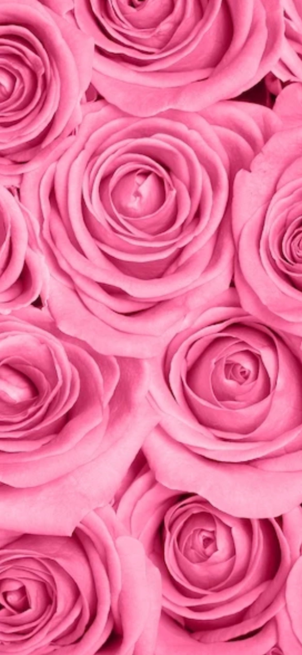 bombshellcec banner
