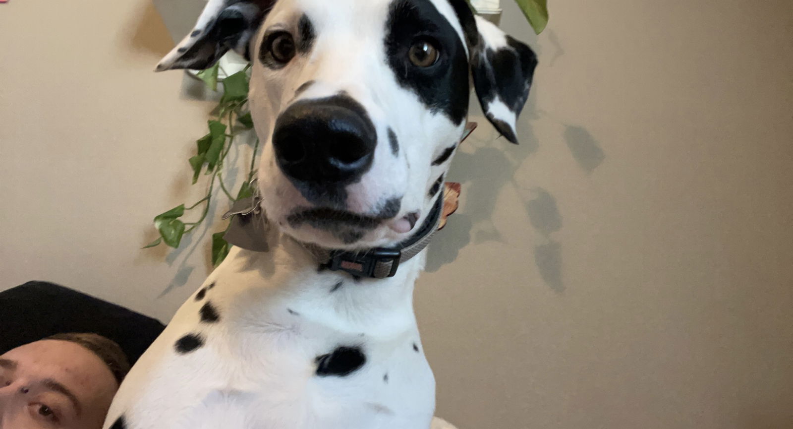 Brody profile banner
