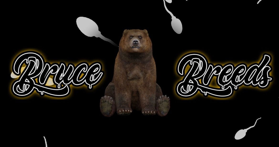 Bruce Breeds profile banner