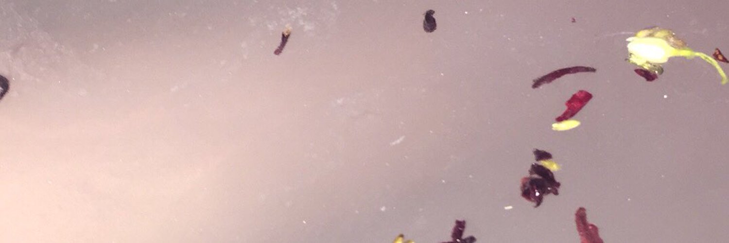 Bunny Bee profile banner