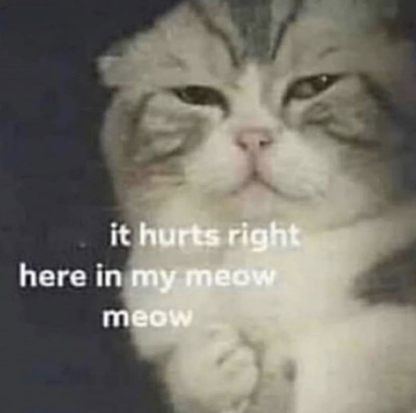 Cat profile banner