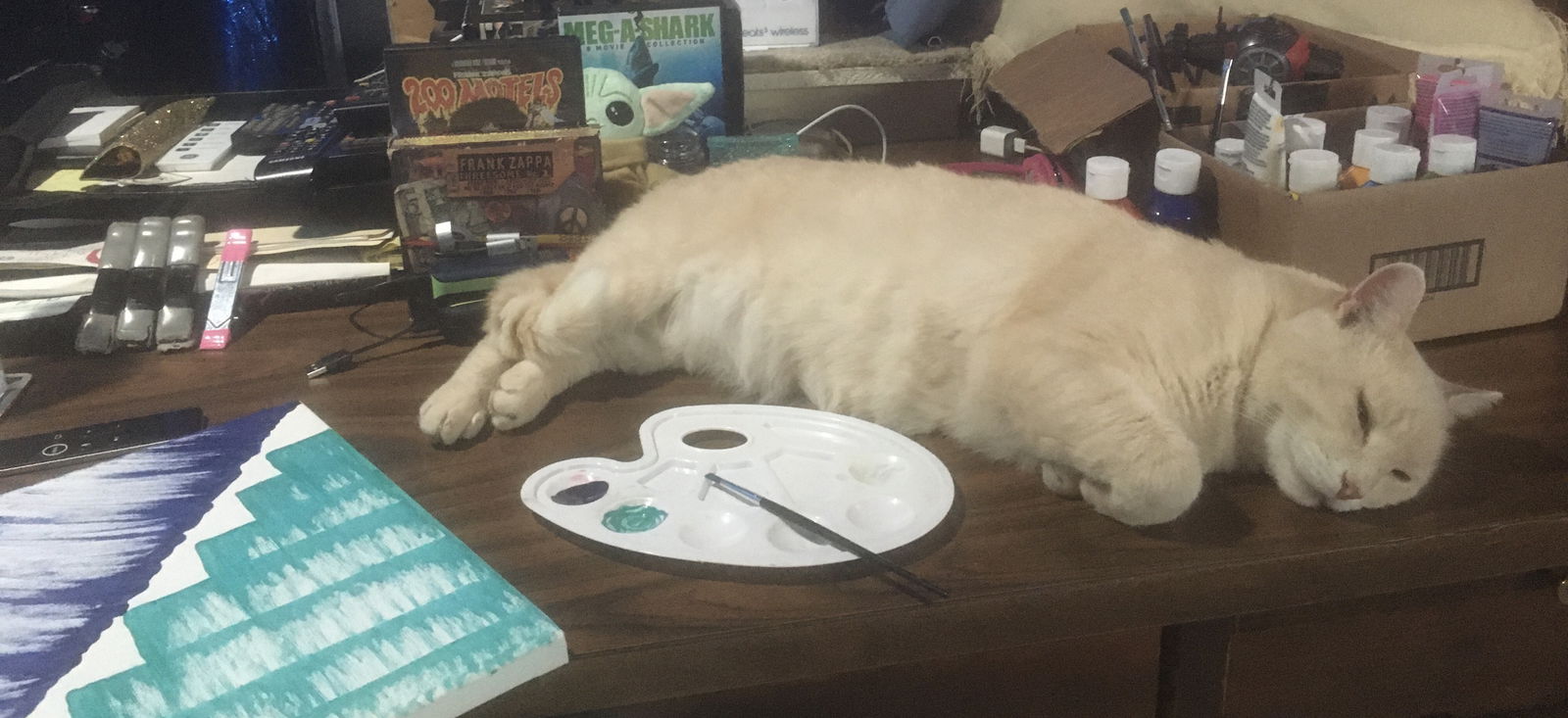 Doctor Kitty profile banner