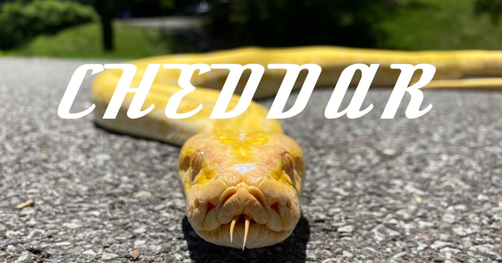 Cheddar The Python profile banner
