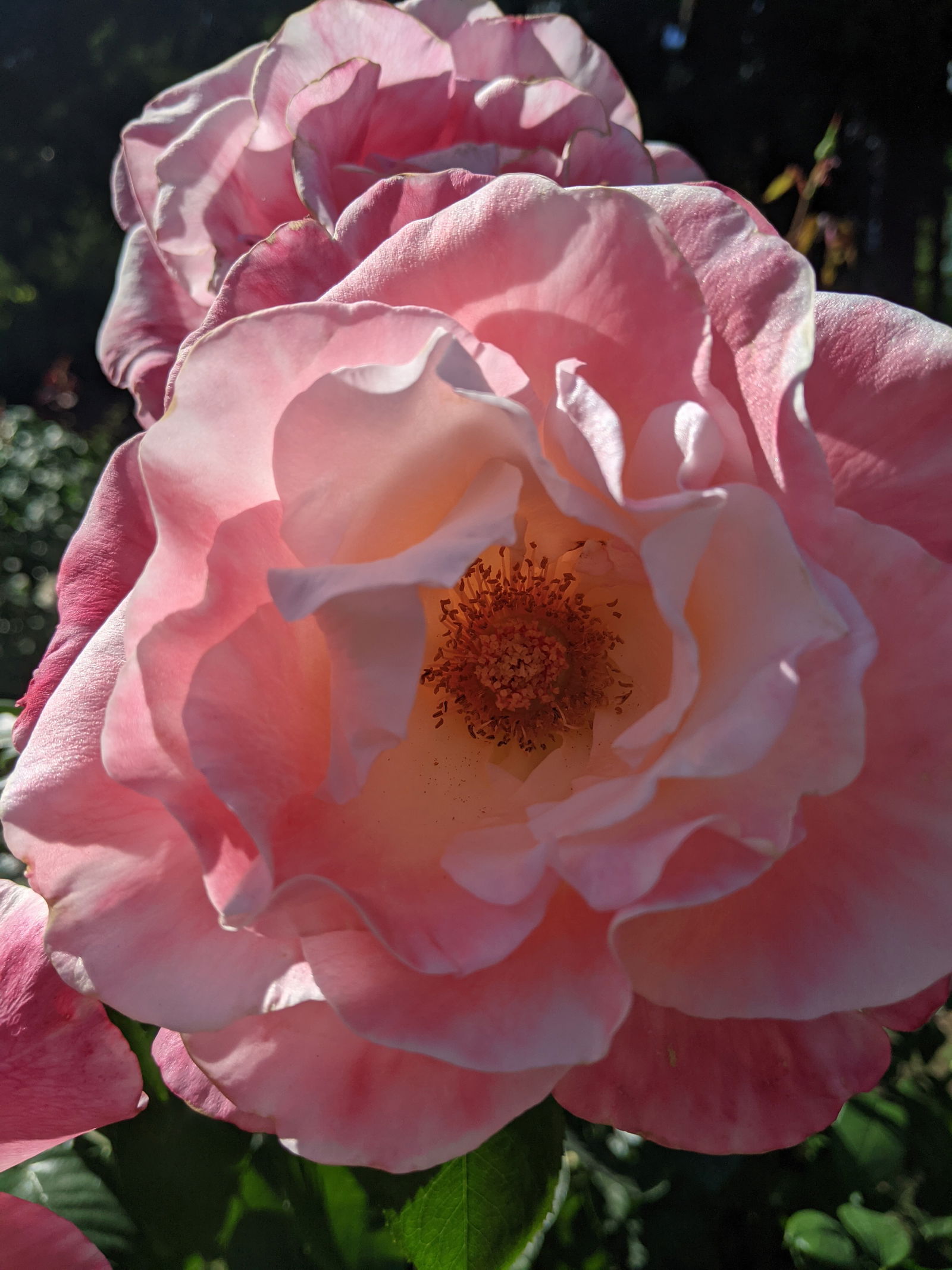 Rose profile banner