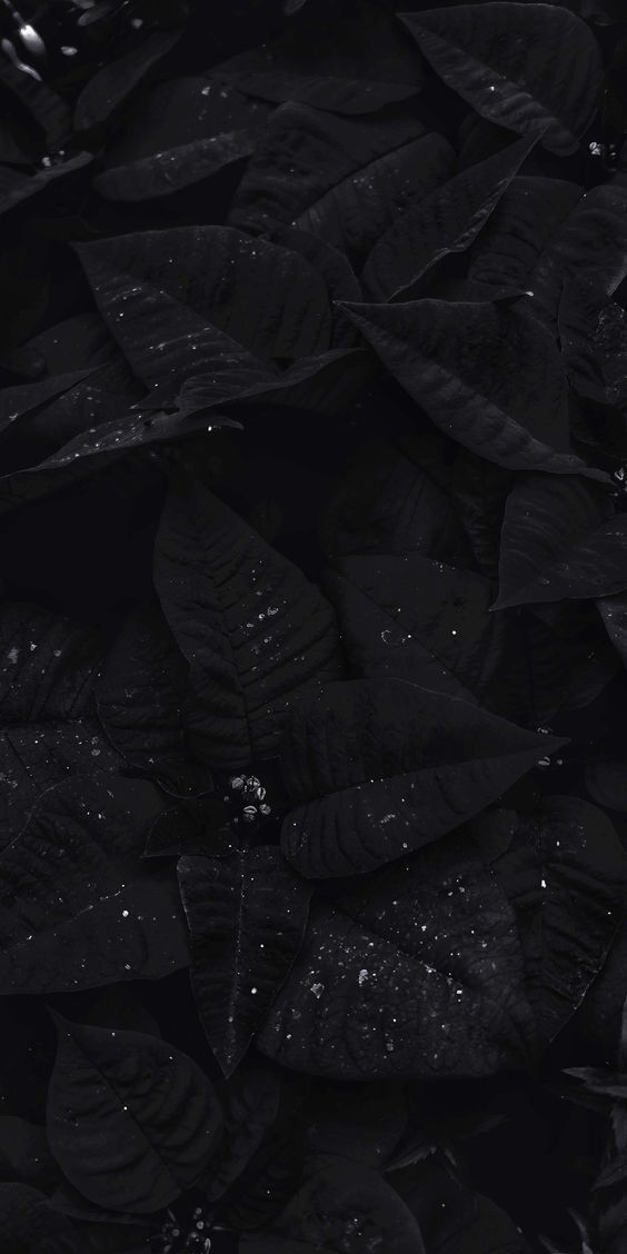 Ralesha profile banner