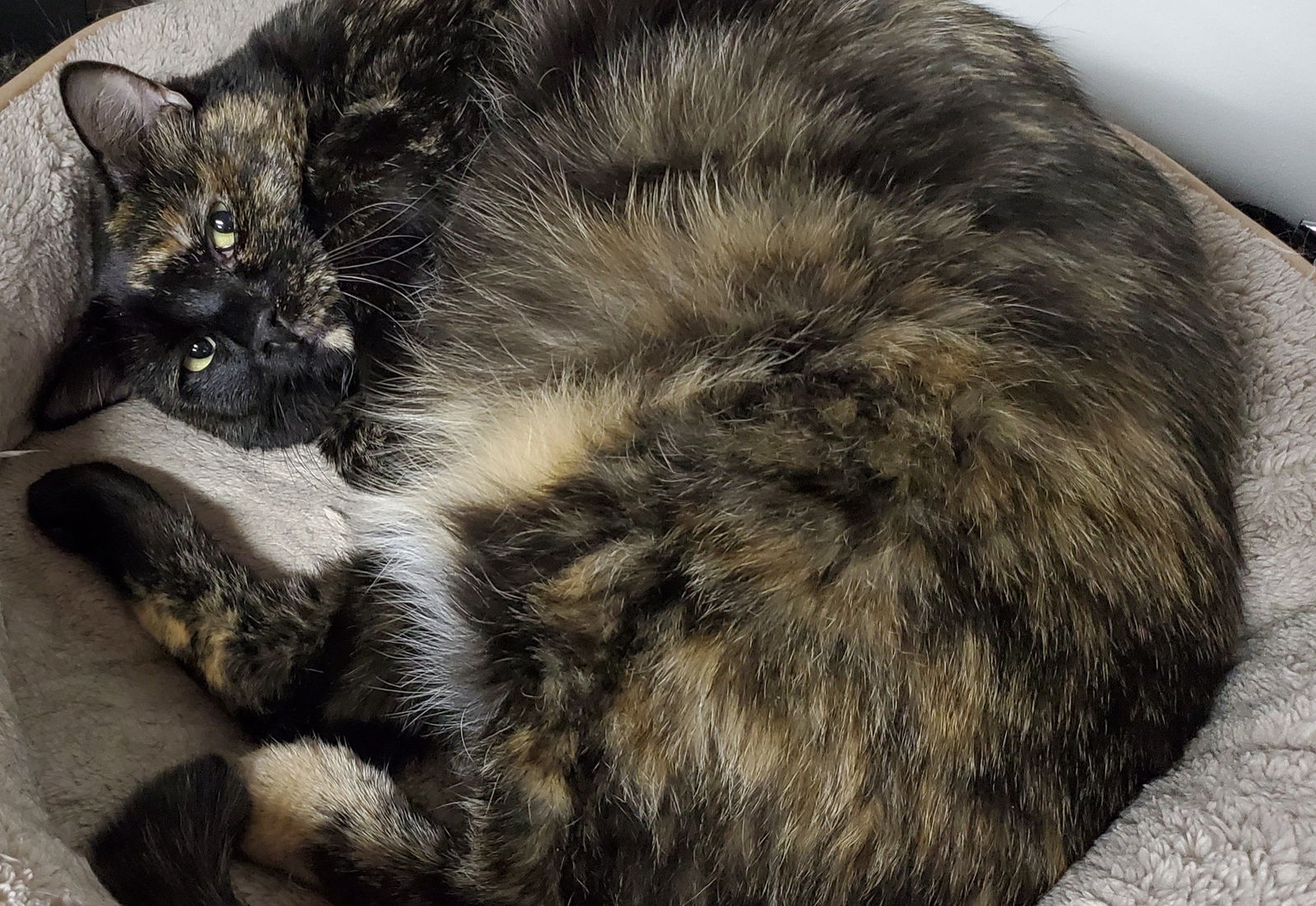 Fabulous Felines profile banner