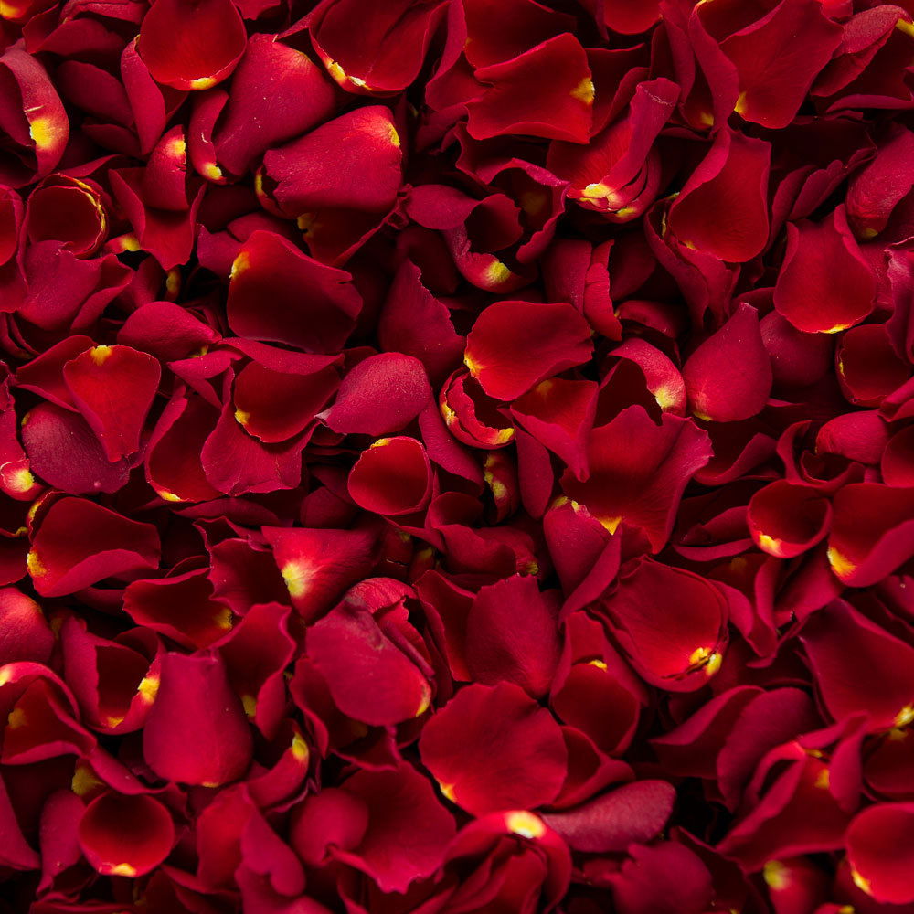 Dahlia Rose profile banner