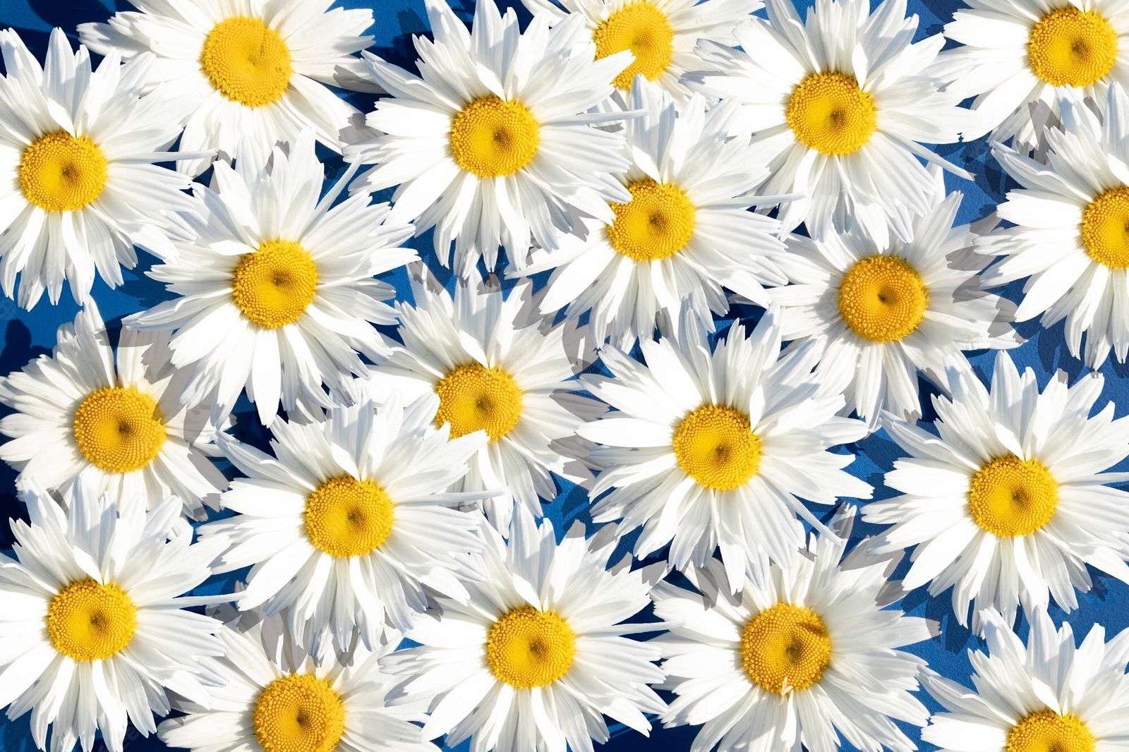 Daisy profile banner