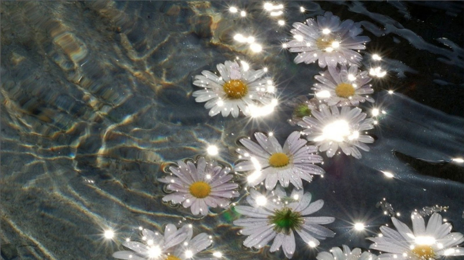 Daisy❁Destin profile banner