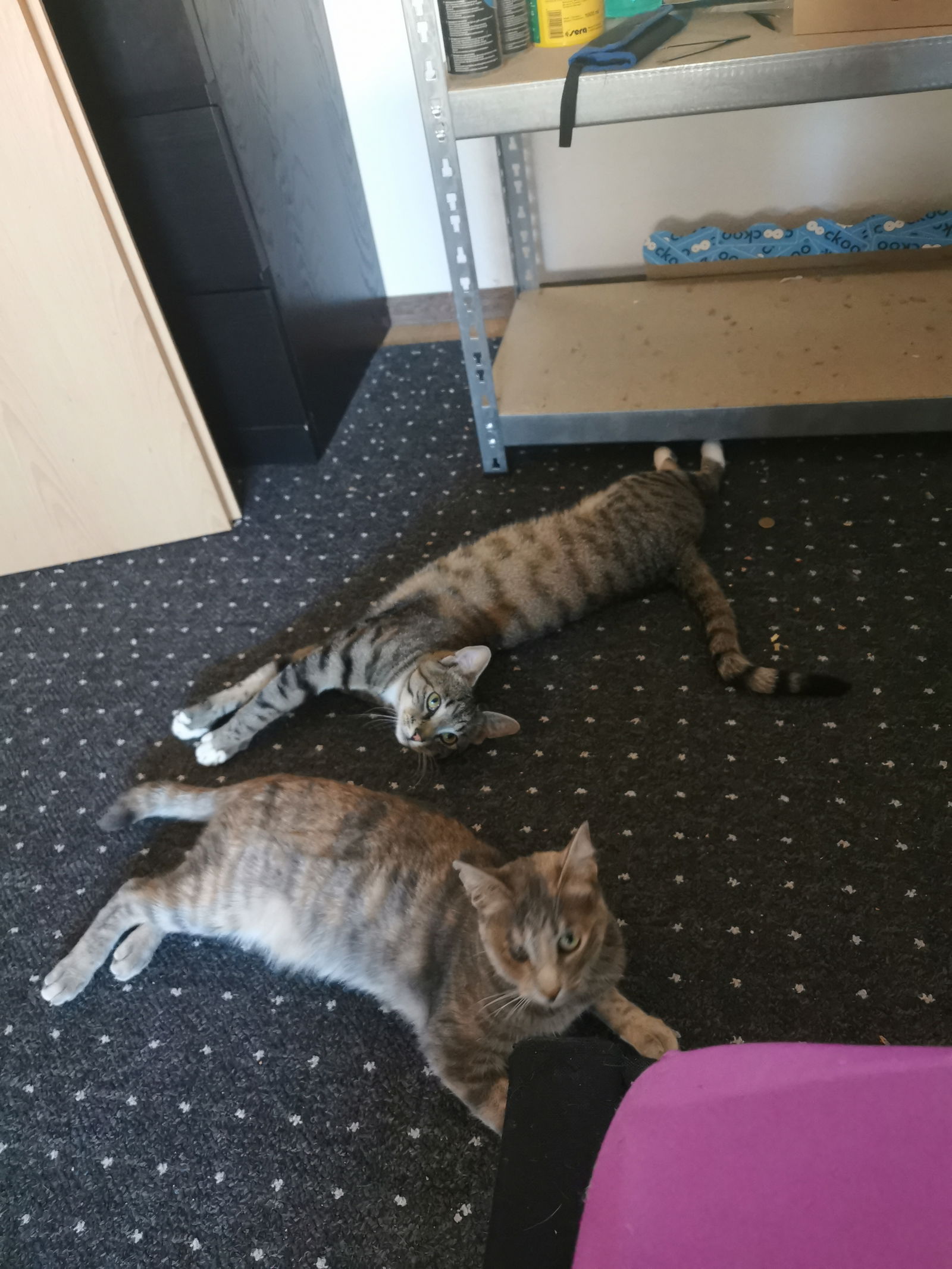 Damn some Cats profile banner