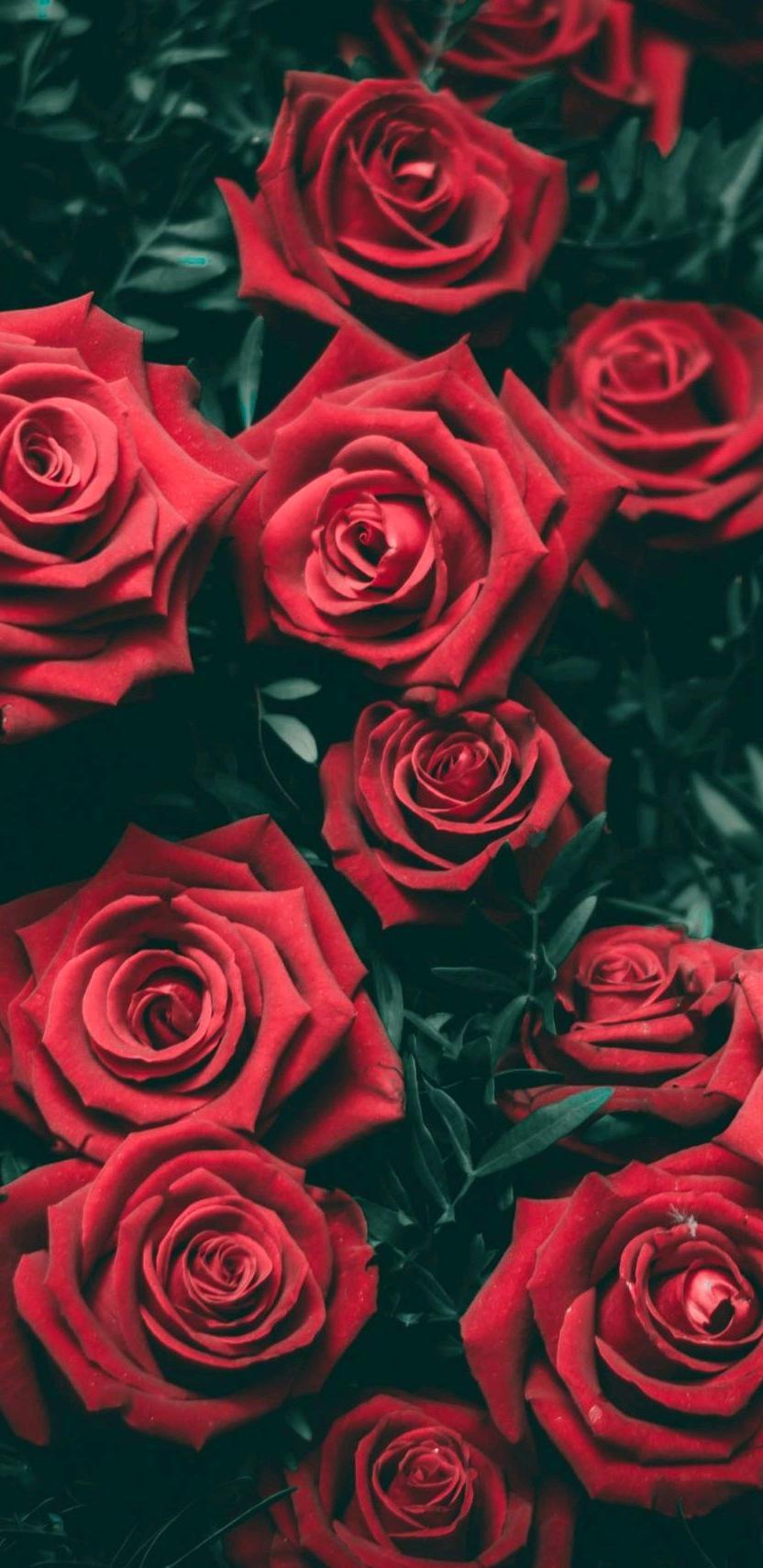 Rose ๐ฅ profile banner