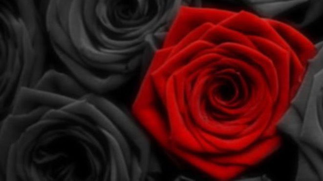 Dannie Rose profile banner