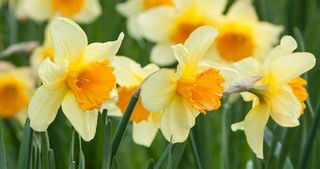 Daphne Daffodil profile banner