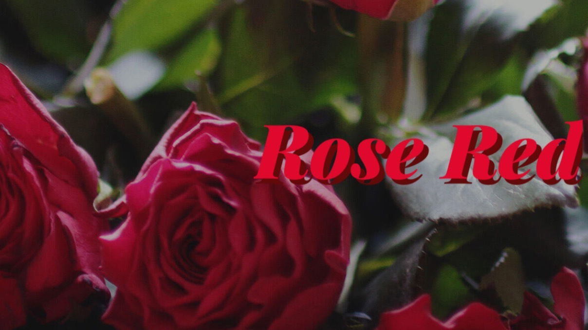 RoseRed🌹 profile banner