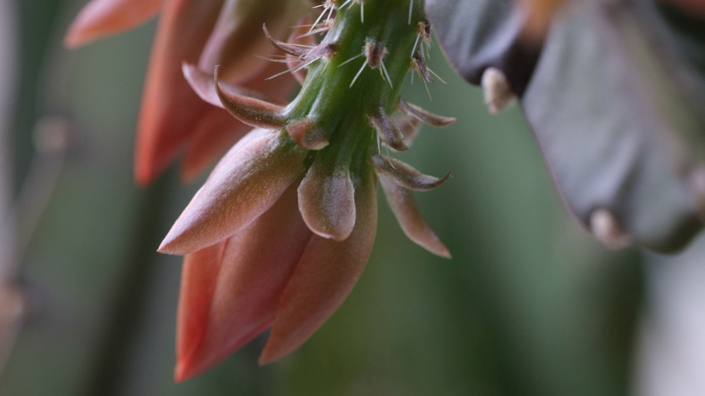 Dendrite profile banner