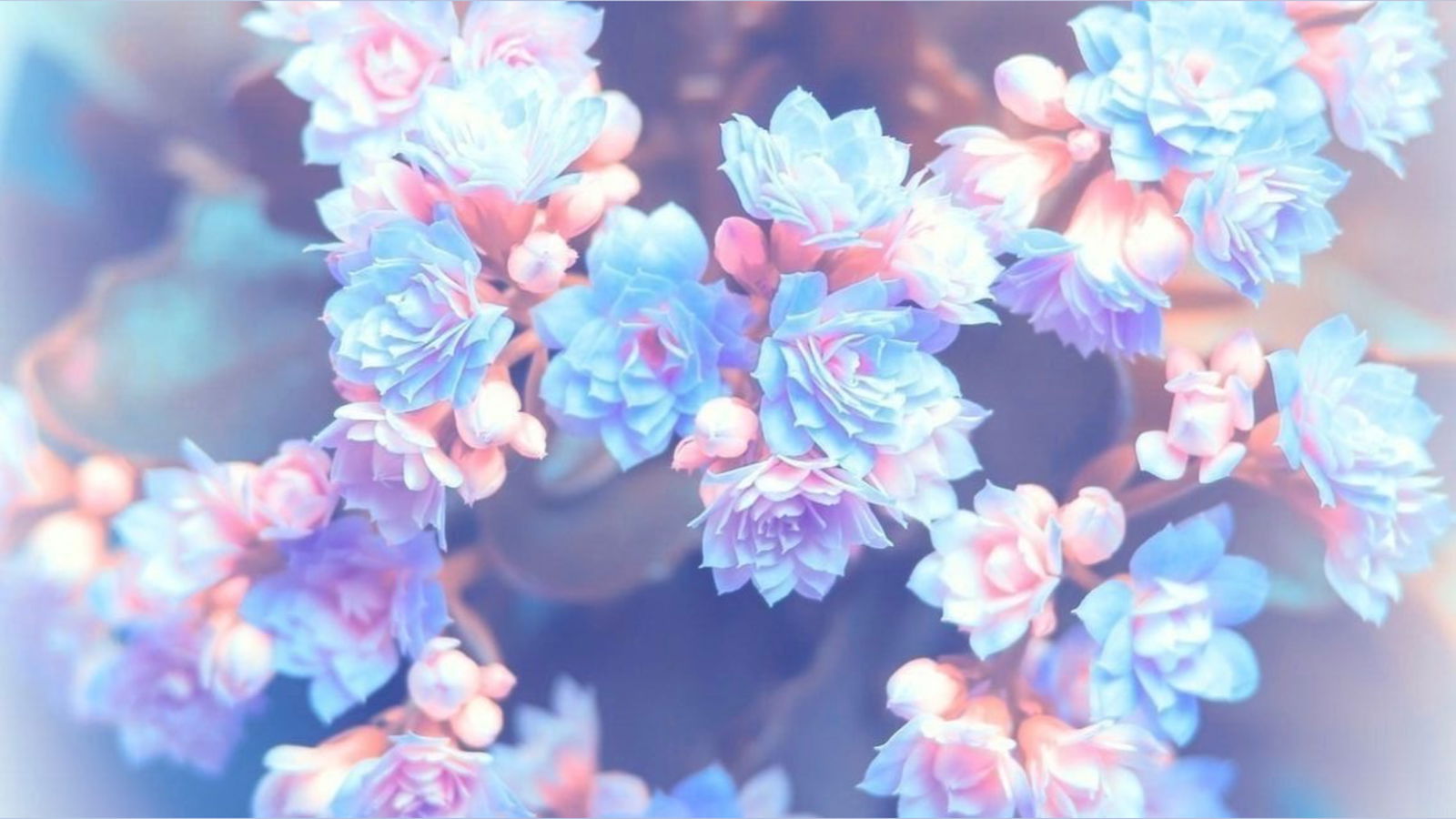 Cres Crème profile banner