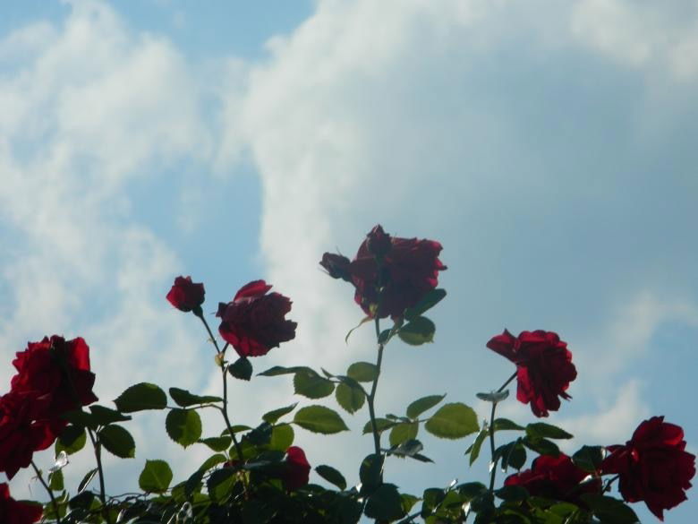 Diosa Luv profile banner