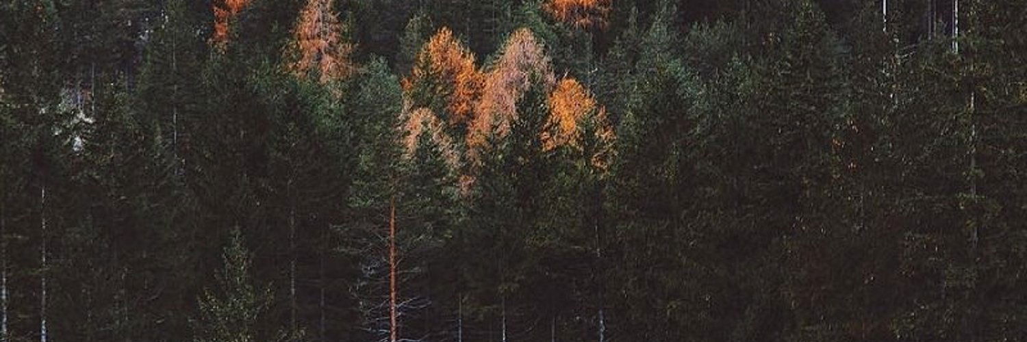 Socks profile banner