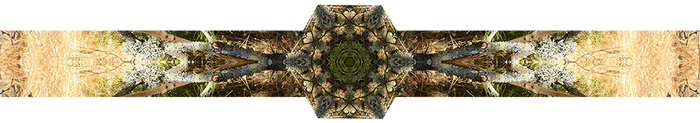 Elevated Moon ☾ profile banner