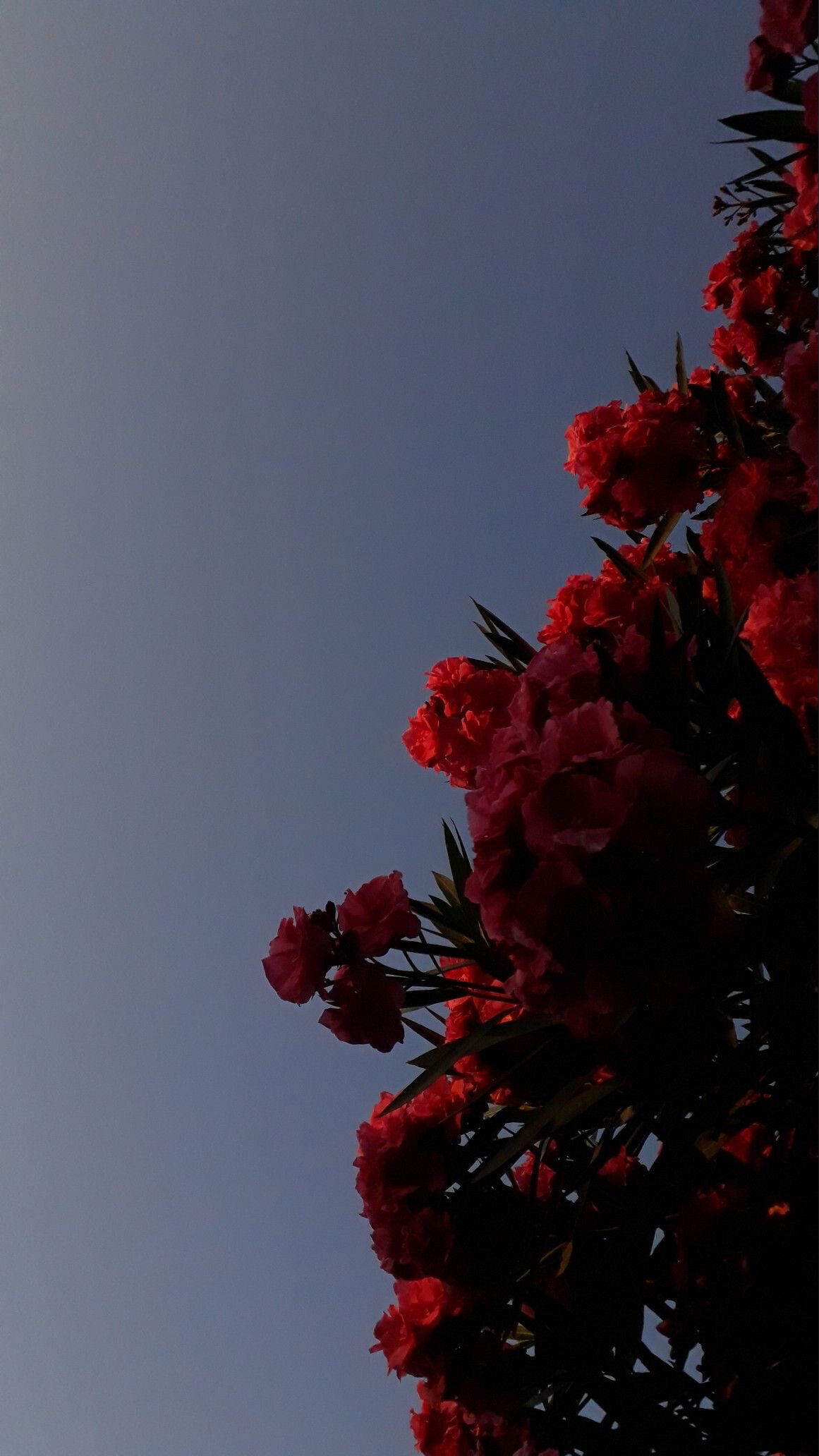 emibony banner